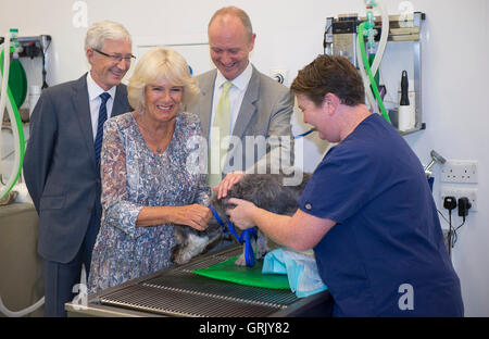 Die Herzogin von Cornwall trifft eine Terrier namens Nancy mit tierärztlicher Leiter Shaun Opperman, Promi-Botschafter Paul O'Grady (links) und Schwester Becky Smith während eines Besuchs in Battersea Hunde &amp; Katzen Haus in Süd-London. Stockfoto