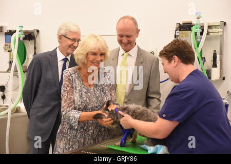 Die Herzogin von Cornwall trifft eine Terrier namens Nancy mit tierärztlicher Leiter Shaun Opperman, Promi-Botschafter Paul O'Grady (links) und Schwester Becky Smith während eines Besuchs in Battersea Hunde & Cats Home in Südlondon. Stockfoto