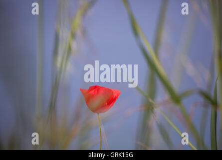 Schöne Blume von Poppy am blauen Himmel Hintergrund Stockfoto