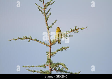 Grünfink oder grüne Finch lateinische Name Zuchtjahr Chloris thront stolz auf eine Fichte in Italien von Ruth Schwan Stockfoto