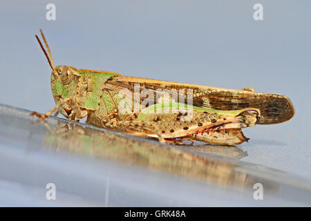 fleckige Heuschrecke Nahaufnahme lateinischen Namen Myrmeleotettix Maculatus auf glänzenden Silber Oberfläche im Sommer in Italien von Ruth Schwan Stockfoto