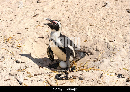 Boulders Beach in der Nähe von Kapstadt in Südafrika hat eine Kolonie von afrikanischen Pinguinen, die dort im Jahr 1982 niedergelassen. Nisten. Stockfoto