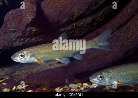 Strömer, Leuciscus Souffia, Telestes Souffia, Riffle Hasel, Vairone, souffie Stockfoto