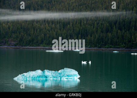 Eisberge in der Nähe von Dawes Gletscher, Endicott Arm, Tongass National Forest, Alaska, USA. Cliff-von Mauern umgebene Fjorde in die Mountai geschnitten Stockfoto