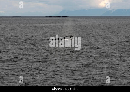 Buckelwale weht und Tauchen und fünf Fingern Leuchtturm. Frederick Sound. Stephans Passage. Petersberg. Alaska. Verbringen Sie th Stockfoto