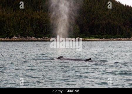 Buckelwale weht und Tauchen in Icy Strait. Glacier Bay National Park and Preserve. Chichagof Island. Juneau. Südöstlichen Al Stockfoto