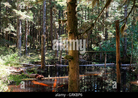 Wald-Rundwanderweg, Bartlett Cove, Glacier Bay Nationalpark, Alaska, USA. Hier stand vor 200 Jahren die Schnauze von einer 100-Meile Stockfoto