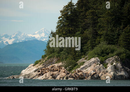Eine Kolonie von Steller Seelöwen (Eumetopias Jubatus) auf der Südinsel Marmor in Glacier Bay Nationalpark, Alaska. USA. Norden (S Stockfoto