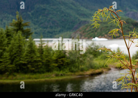 Grünen Bereich geschmolzen durch den Klimawandel. Mendenhall Gletscher Juneau USA Alaska. Scenic sehen Sie mit Blick auf Mendenhall-Gletscher und Mendenhall Lake aus Süd-Ost West Glacier Trail, Juneau, Alaska. Stockfoto