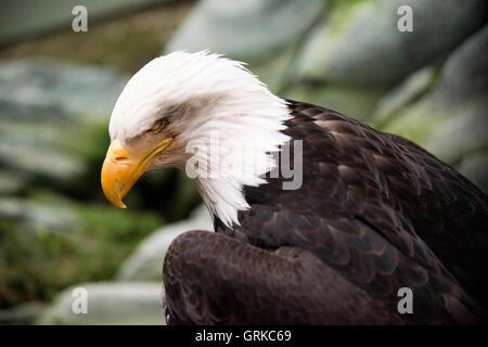 Weißkopfseeadler Haliaeetus Leucocephalus Closeup. Marmor-Insel im Glacier Bay Nationalpark, Alaska. USA. Auch bekannt als ein Amerikaner Stockfoto