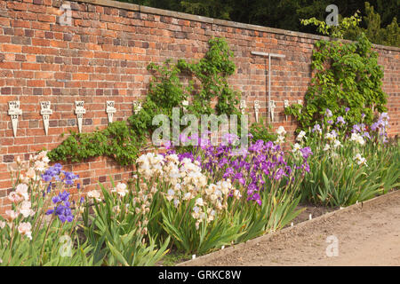 Teil der Bryan Dodsworth Iris-Sammlung. Doddington Hall und Gärten, Lincolnshire, UK. Juni 2016. Stockfoto