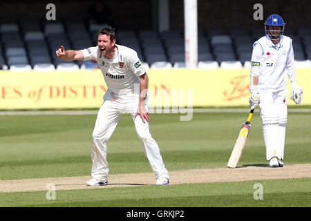 David Masters of Essex mit einem eindringlichen Appell für das Wicket David Wainwright - Essex CCC Vs Derbyshire CCC - LV County Championship Division zwei Cricket im Essex County Ground, Chelmsford - 16.04.14 Stockfoto