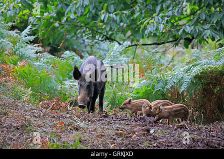 Weibliches Wildschwein und Ferkel im Forest of Dean Stockfoto