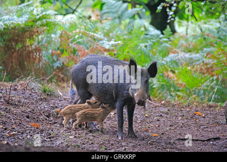 Weibliches Wildschwein aufstehen Spanferkel Ferkel im Forest of Dean Stockfoto