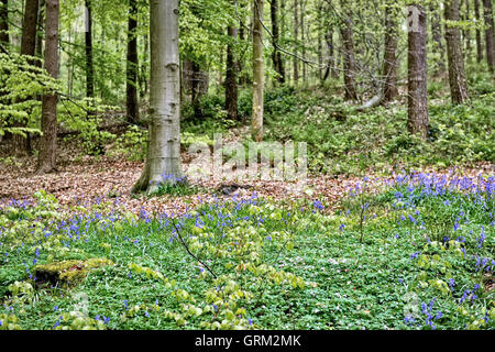 Hallerbos in blau Glocken Blütezeit Stockfoto