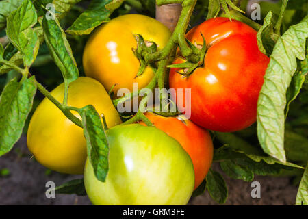 frische reife und unreife Tomaten auf Beet Stockfoto