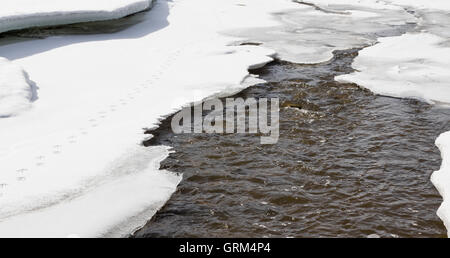 Ente Tracks auf dünnem Eis und Schnee entlang erhöhten Frühling Wasserabfluß. Stockfoto