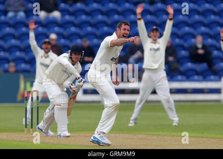 Eine starke Anziehungskraft von David Masters von Essex für das Wicket Marcus North - Glamorgan CCC Vs Essex CCC - LV County Championship Division zwei Cricket an der Swalec Stadium, Cardiff, Wales - 17.05.13 Stockfoto