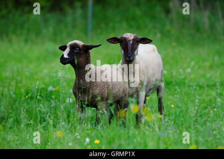 Europäischen Schafe, Landschaft, Slowakei Stockfoto