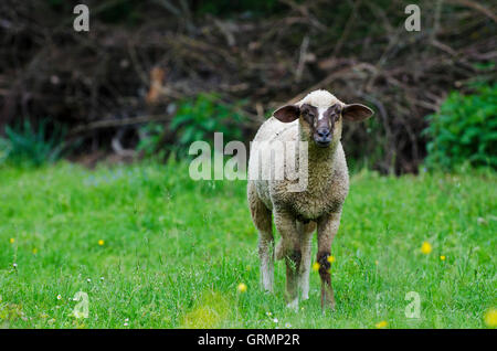 Europäischen Schafe, Landschaft, Slowakei Stockfoto