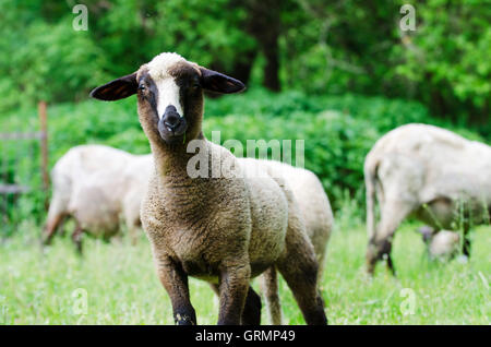 Europäischen Schafe, Landschaft, Slowakei Stockfoto