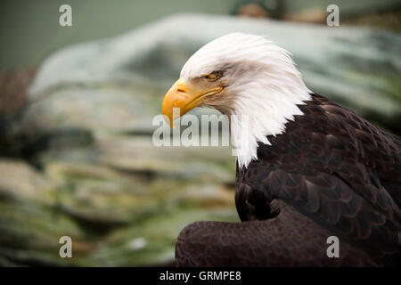 Weißkopfseeadler Haliaeetus Leucocephalus Closeup. Marmor-Insel im Glacier Bay Nationalpark, Alaska. USA. Auch bekannt als ein Amerikaner Stockfoto