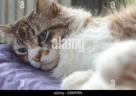 Ragdoll Katze während des Tages ruhen. Selektiven Fokus. Stockfoto