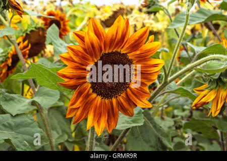 Schöne, ungewöhnliche roten und gelben Sonnenblumen im Feld. Selektiven Fokus. Stockfoto