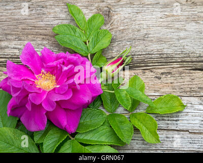 Tief Rosa Rugosa rose Blume mit Blätter und Knospen auf dem alten verwitterten Brett Stockfoto