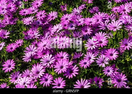 Teppich aus lila Osteospermum afrikanischen Margeriten Nahaufnahme in einen garden.p Stockfoto