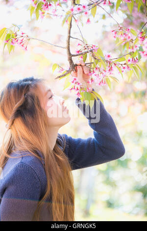 Asiatin mit Himalaya-Kirsche oder Kirschblüte Stockfoto