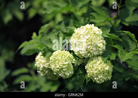 Bild von weißen Guelder Rose blühen im Garten Stockfoto