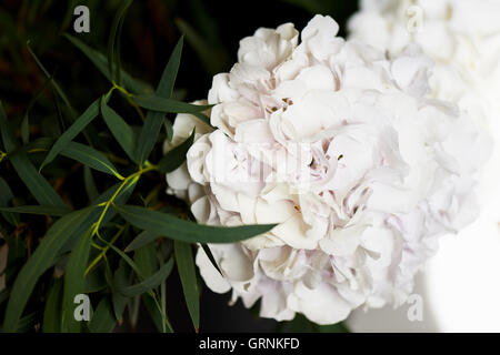 Hortensie mit einem Bündel von weißen Blüten und große grüne Blätter für einen natürlichen Hintergrund Stockfoto