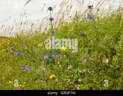 Eine Vielzahl von wilden Sommerblumen auf den South Downs im wind Stockfoto