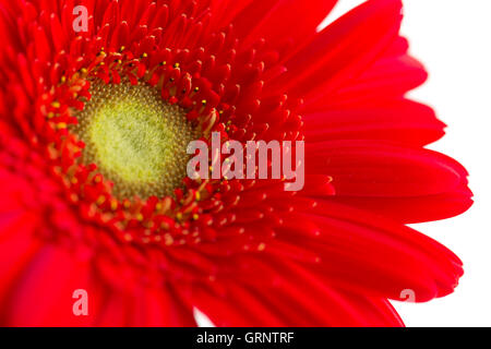 Rote Gerbera Blume isoliert auf weißem Hintergrund Stockfoto