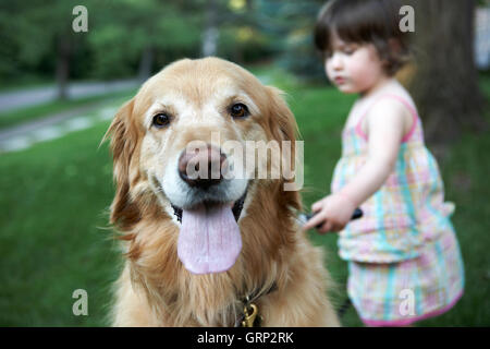 2 Jahre altes Mädchen/Kleinkind einen golden Retriever Hund Fellpflege. Model Release: Monti Lambert, Property-Release: Golden Retriever Patric Stockfoto