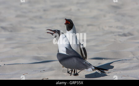 Lachend Möwen [Leucophaeus atricilla] am Strand. Turks- und Caicosinseln. Stockfoto