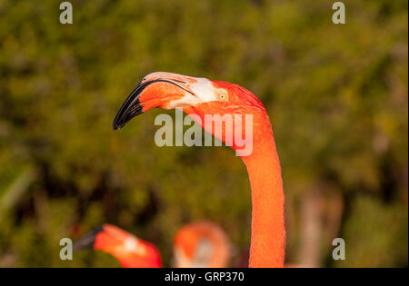 Das Porträt einer Flamingo [Phoenicopterus]. Florida, USA. Stockfoto