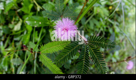 Wilde Mimosen blühen Stockfoto