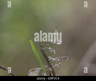 Oben ein Feld-Anlage und einem Grashalm in Morgen Tau Tröpfchen abgedeckt. Stockfoto