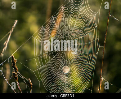 Ein Spinnennetz mit Wassertropfen Tau bedeckt Stockfoto