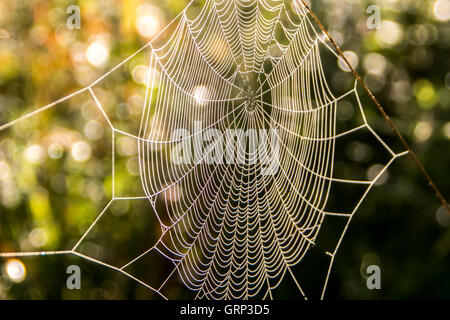 Ein Spinnennetz mit Wassertropfen Tau bedeckt Stockfoto