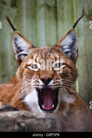 Sibirischer Luchs Kopf geschossen Stockfoto