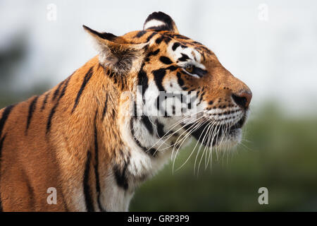 Tiger auf dem Rasen hautnah Kopfschuss Stockfoto