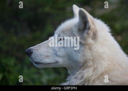 Weißen Hudson-Wolf hautnah Kopf geschossen Stockfoto