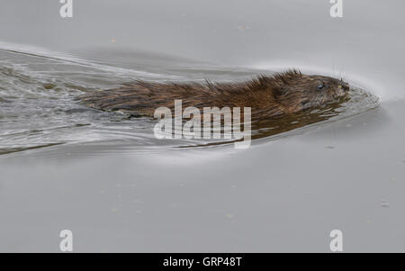 Bisamratte (Ondatra Zibethicus) Schwimmen im Teich, im Osten der USA Stockfoto