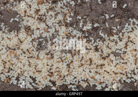 Red Ants (Solenopsis Arten) im Nest, Verschieben von Nymphen im Osten der USA Stockfoto