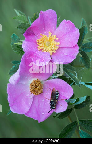 Blume fliegen (Chrysotoxum Ypsilon) auf Weide Wildrose (Rosa Carolina), Sommer, Michigan USA Stockfoto