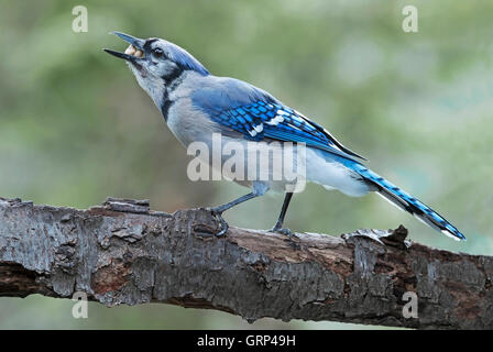 Blue Jay Cyanocitta cristata Essen Samen, auf Glied von Baum gehockt, im Osten der USA Stockfoto