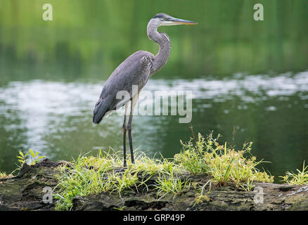 Great Blue Heron Ardea herodias Angeln Nordamerika Stockfoto